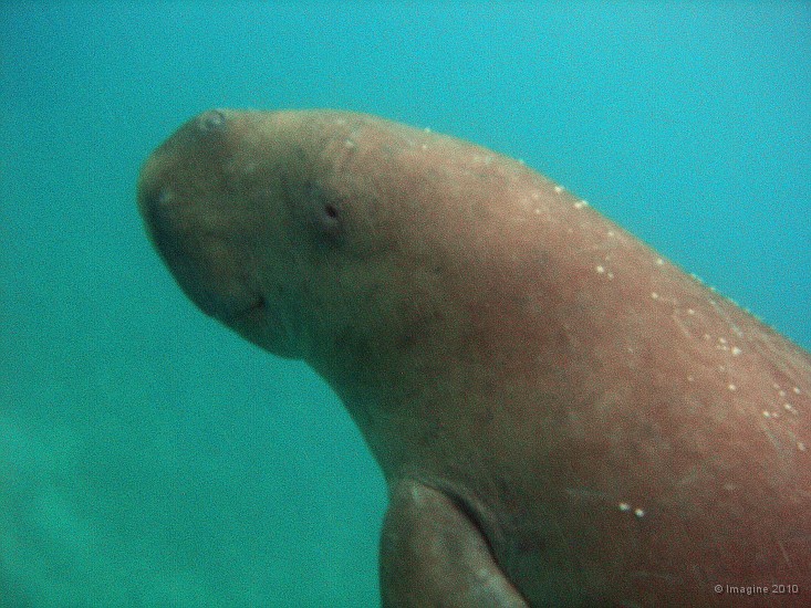 118- Dugong - Ilot Maitre.JPG